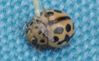 Tytthaspis sedecimpunctata